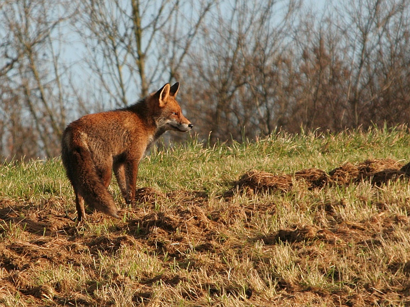 Vulpes vulpes Vos Red Fox